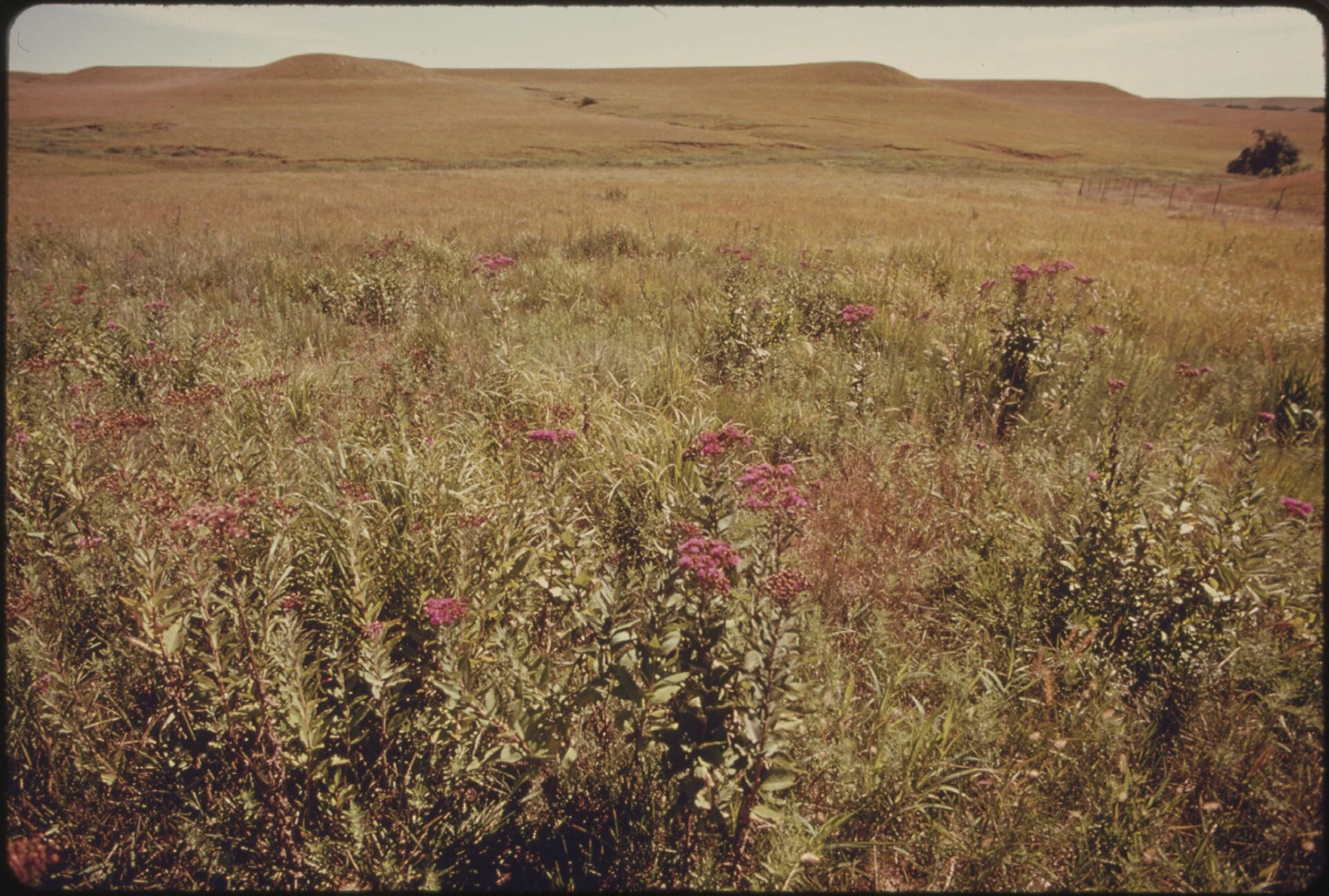 Kansas landscape