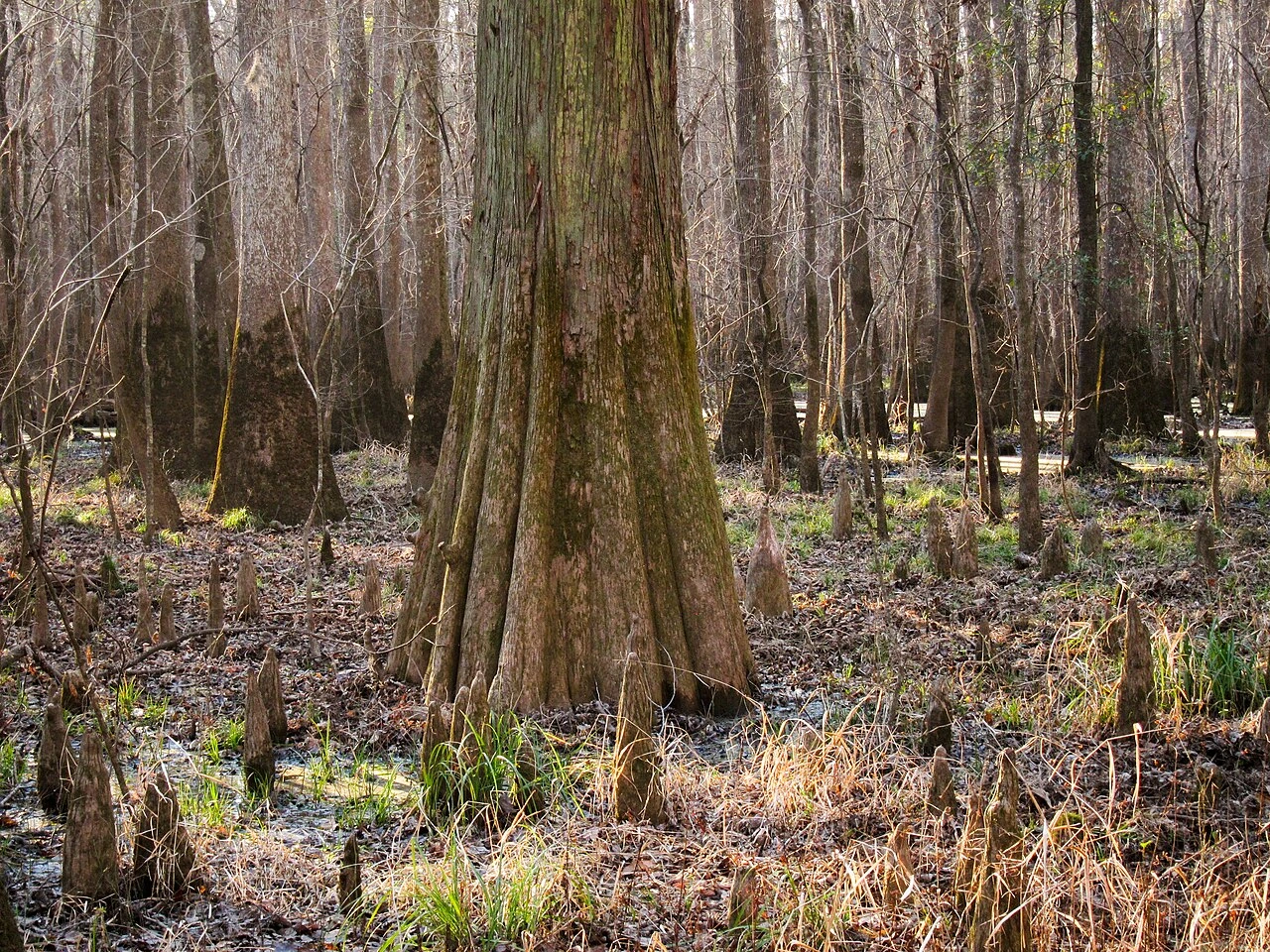 South Carolina landscape